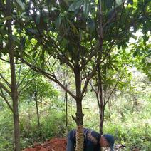 枇杷树分枝60-1.5米