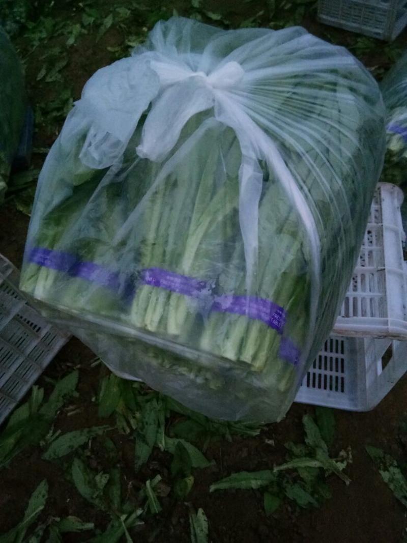山东曹县大棚精品、油麦菜、35cm左右、可散装、可打捆