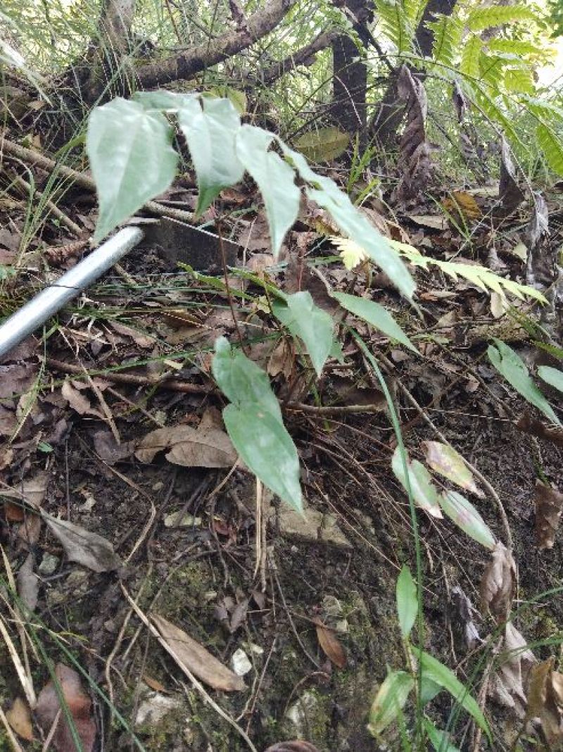 淫羊藿带头统货野生。