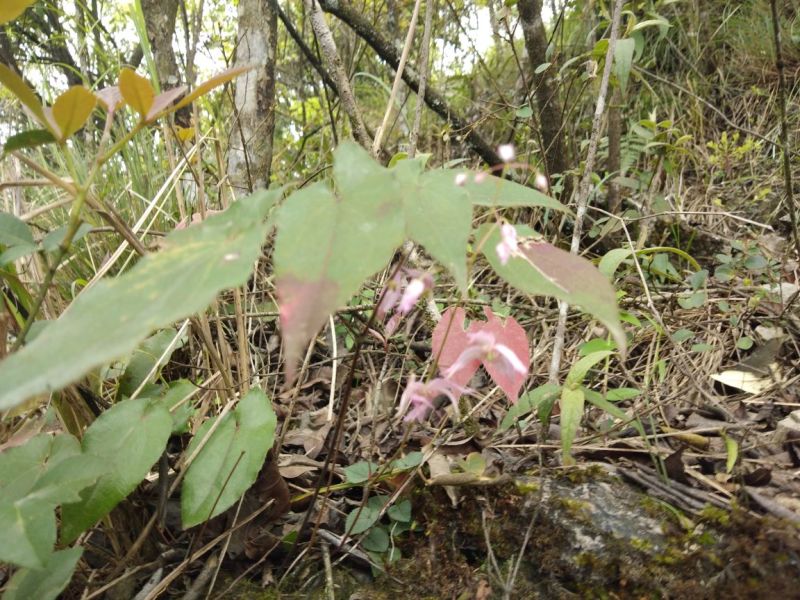 淫羊藿带头统货野生。