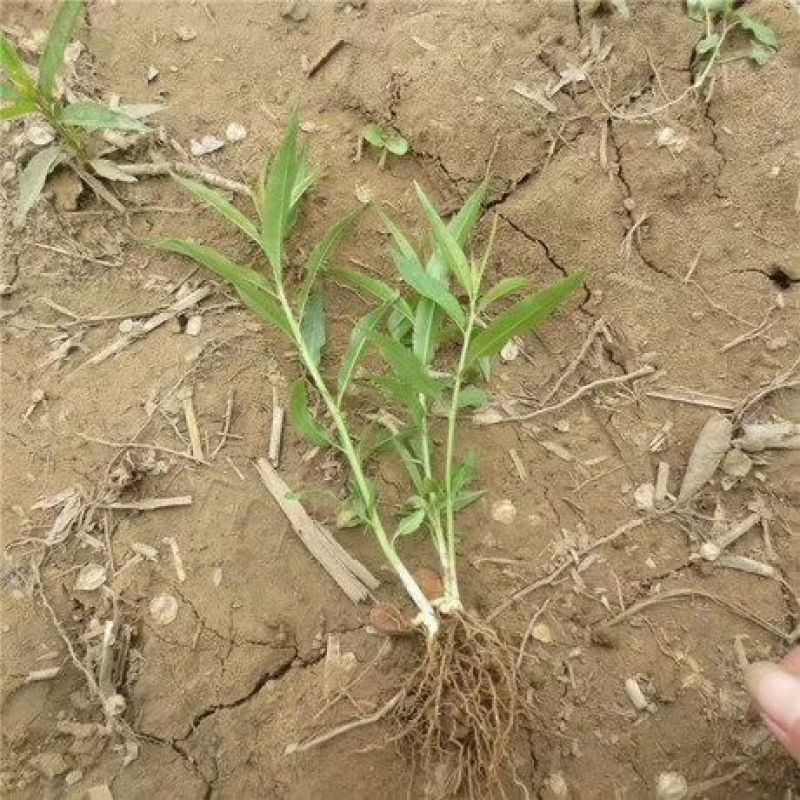 毛桃树苗桃芽，桃仁，小桃苗
