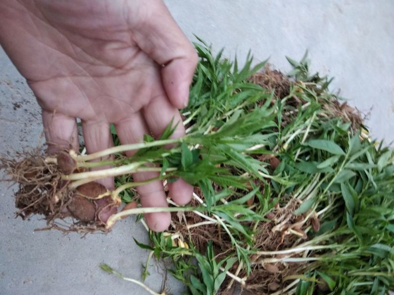 毛桃树苗桃芽，桃仁，小桃苗