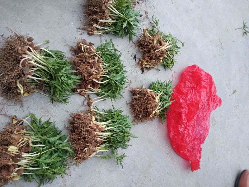 毛桃树苗桃芽，桃仁，小桃苗