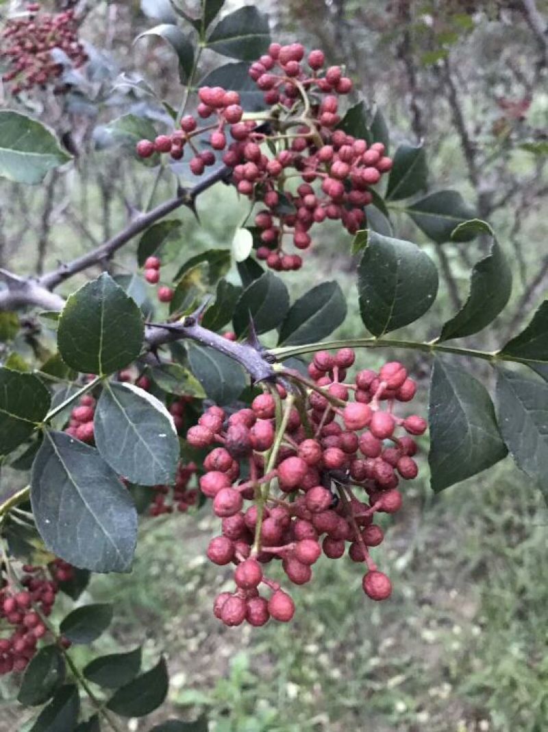 花椒苗大红袍花椒苗颜色好看