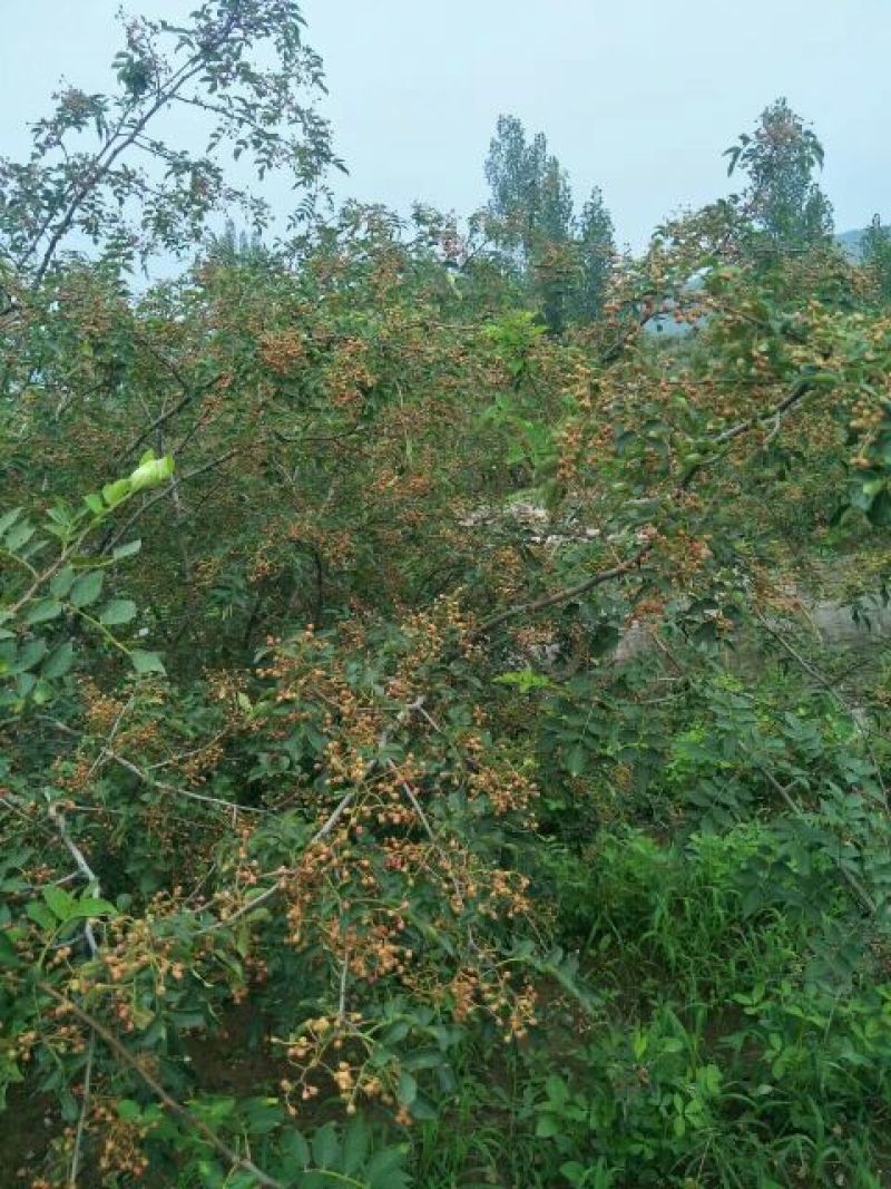 花椒苗大红袍花椒苗颜色好看