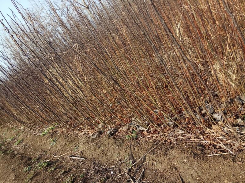 花椒苗大红袍花椒苗颜色好看