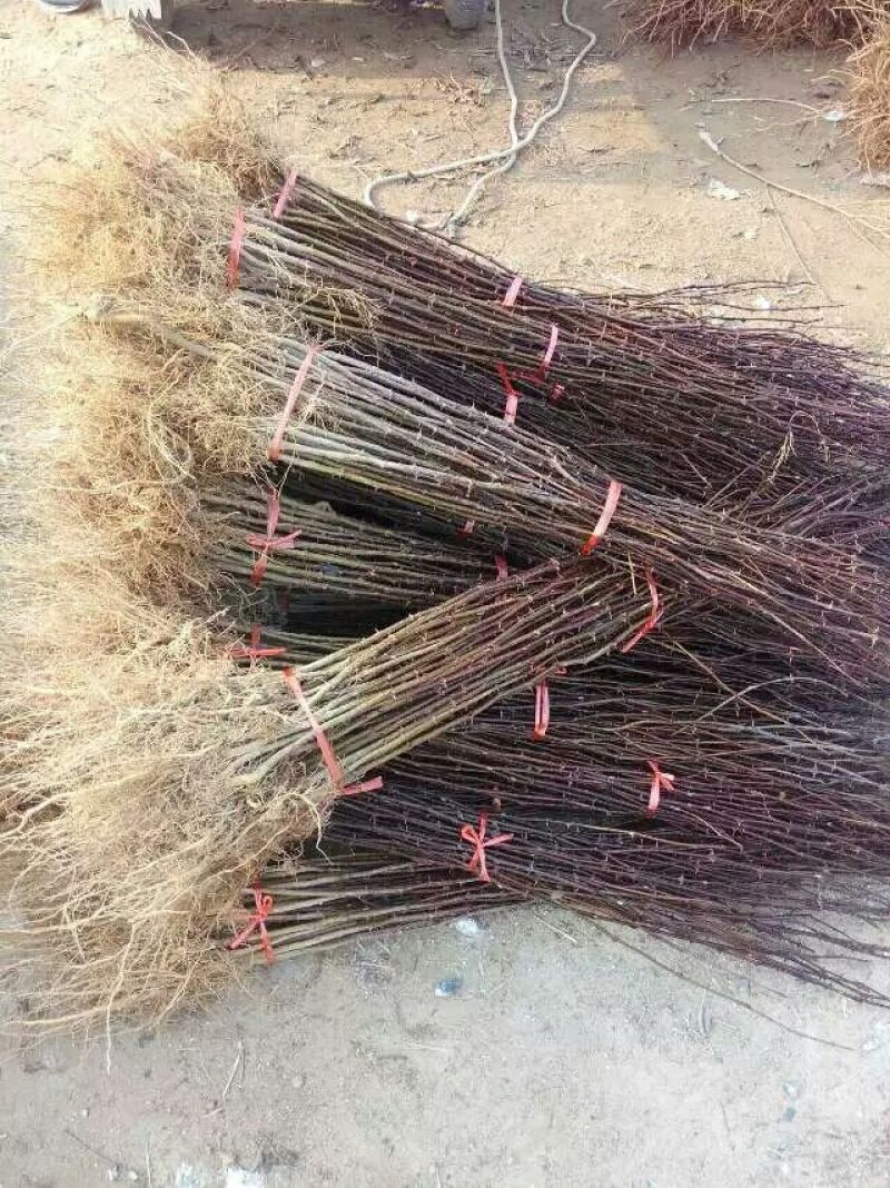 花椒苗大红袍花椒苗颜色好看