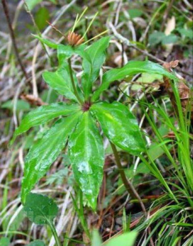 重楼又称七叶一支花，纯野生深山菜挖，根系发达，价值更高