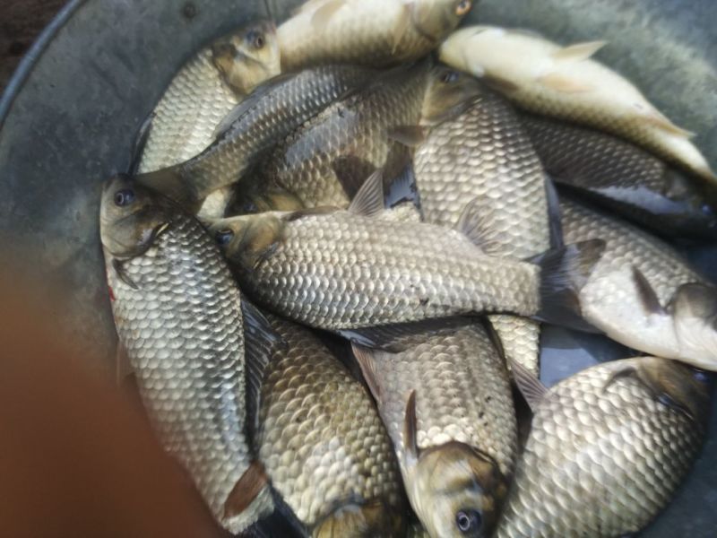 鲫鱼食用