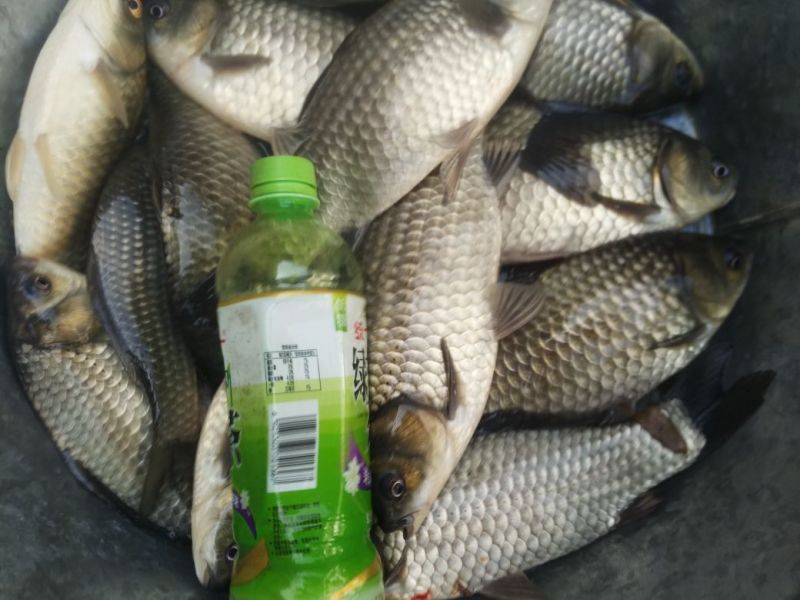 鲫鱼食用