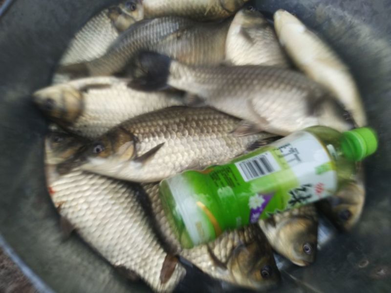 鲫鱼食用