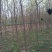 北京栾4~6cm4~6cm4米以上