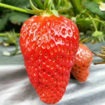 红颜草莓苗