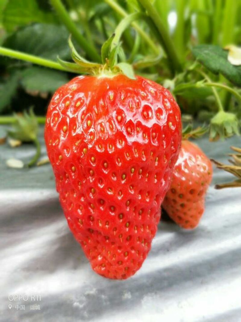 红颜草莓苗