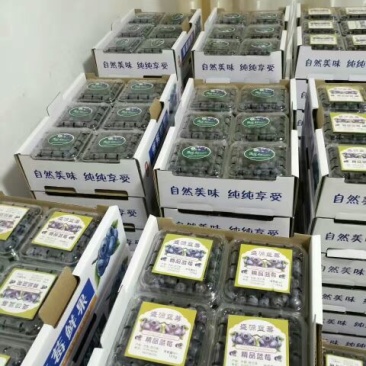 蓝莓12~14mm以上鲜果