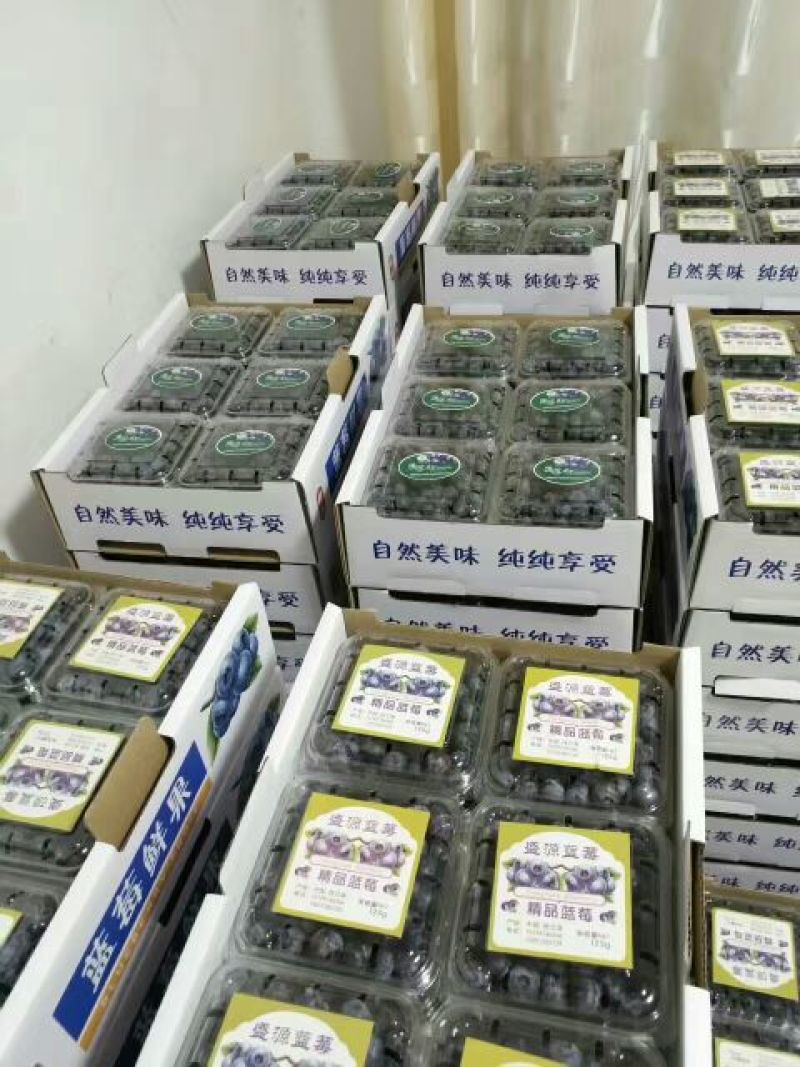 蓝莓12~14mm以上鲜果