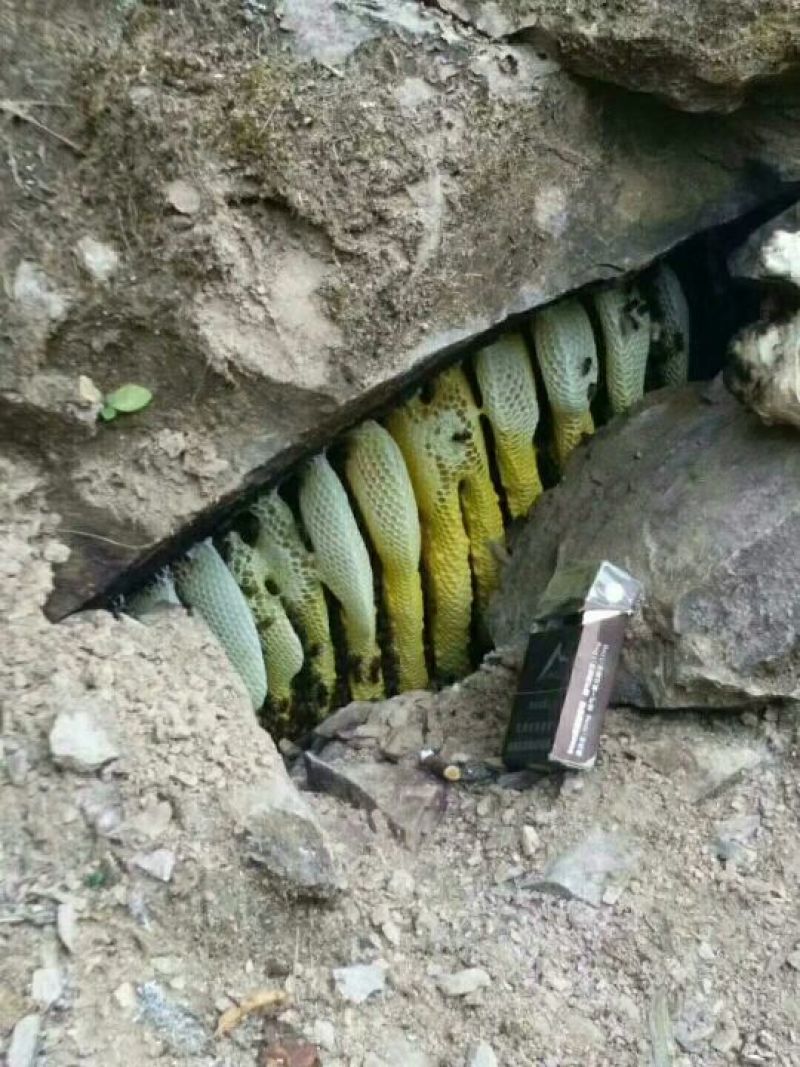 云南深山老林野生土蜂蜜量大从优