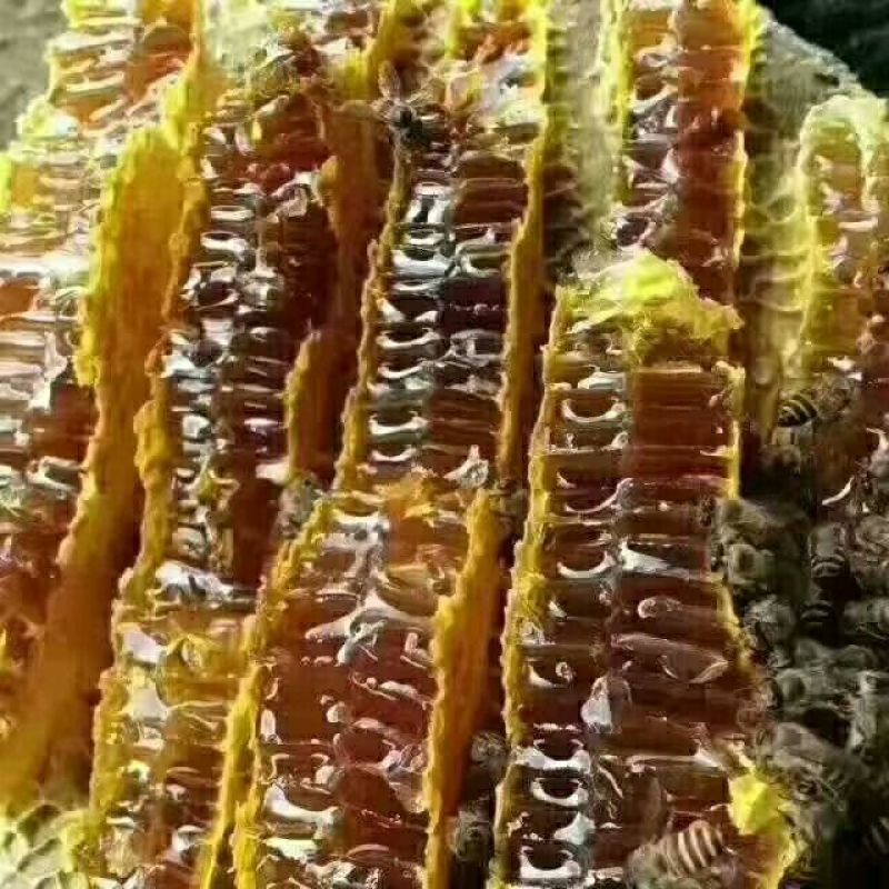 云南深山老林野生土蜂蜜量大从优
