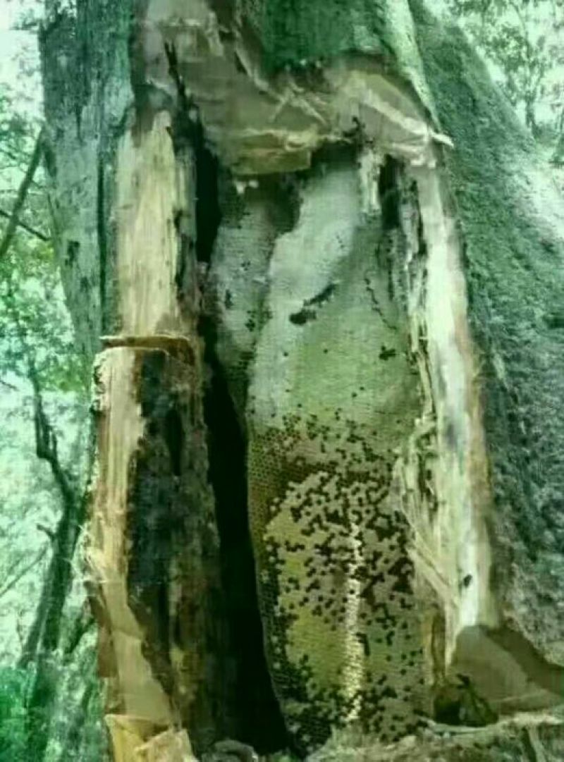云南深山老林野生土蜂蜜量大从优