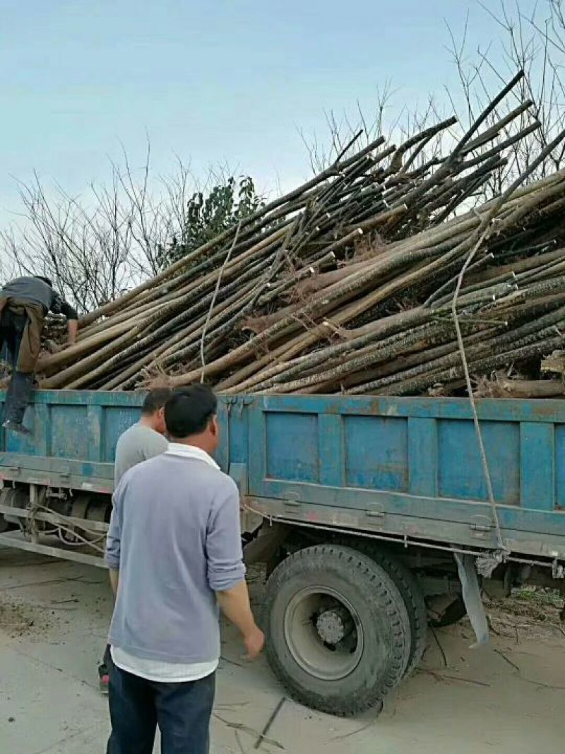 【老国槐】树形好，标准定杆，尺寸全，大量有货