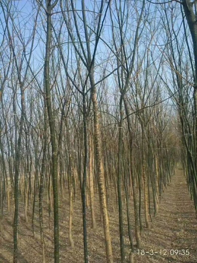 【老国槐】树形好，标准定杆，尺寸全，大量有货