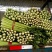【荐】芹菜河北芹菜55cm以上品相好价格低西芹视频看货