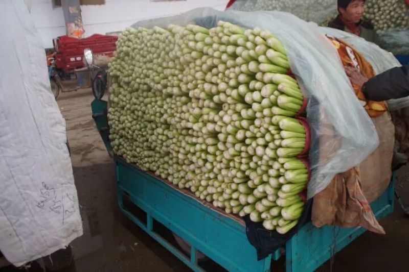 【荐】芹菜河北芹菜55cm以上品相好价格低西芹视频看货