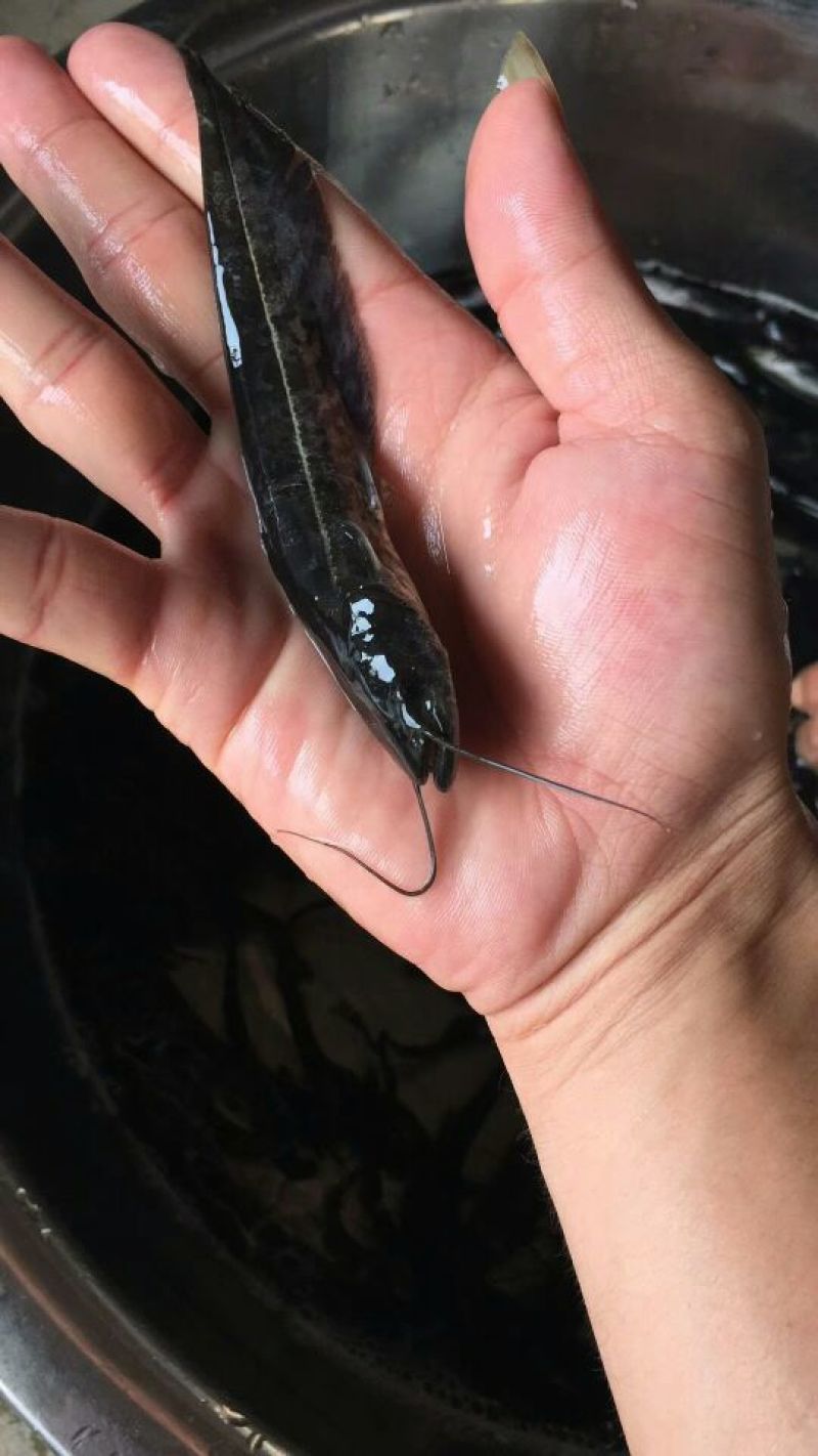 大口鲶苗