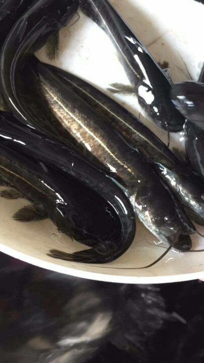 大口鲶苗