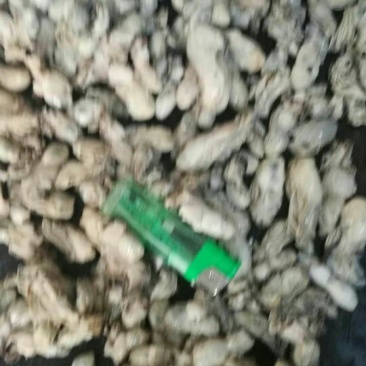 生蚝肉