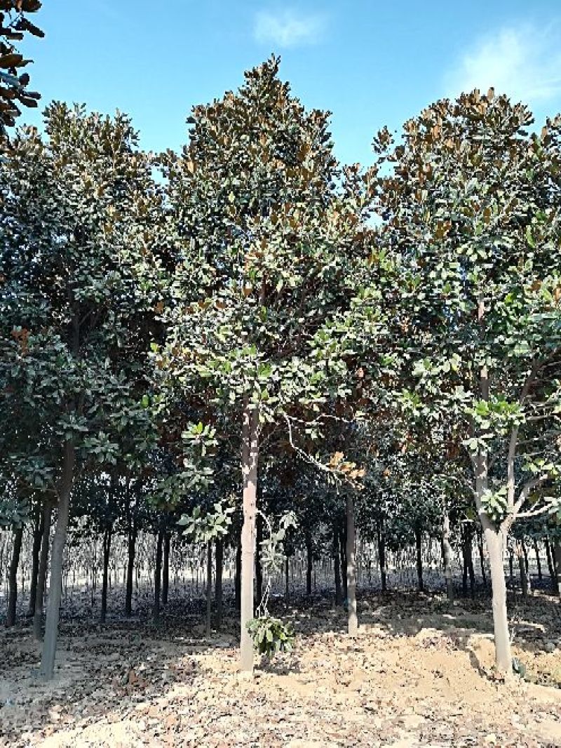 广玉兰14~16cm