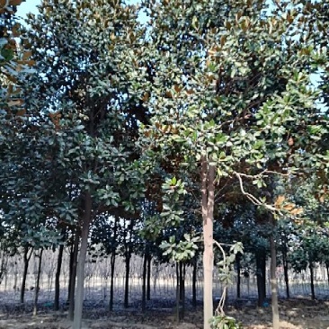 广玉兰14~16cm