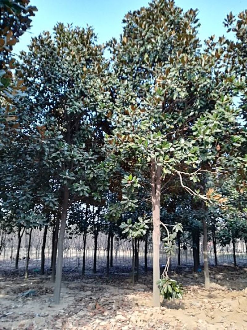广玉兰14~16cm