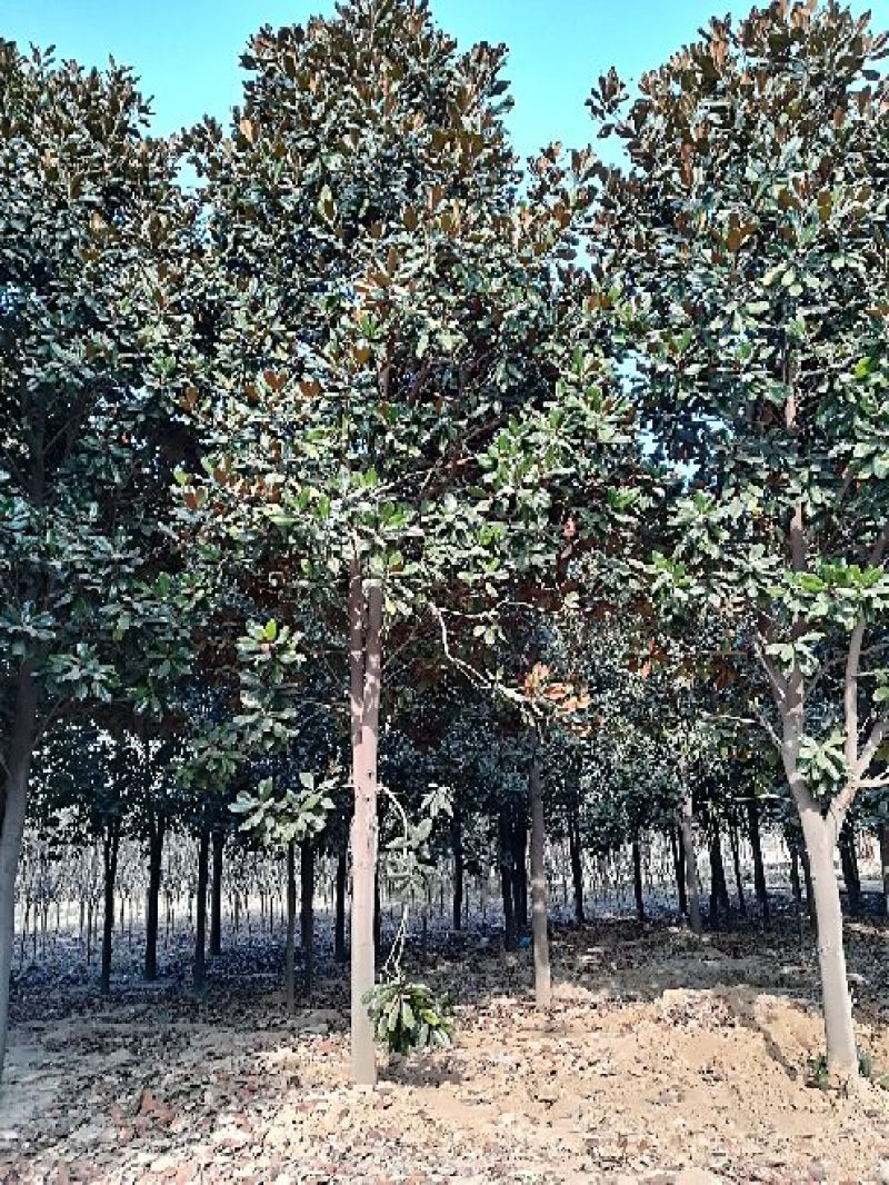 广玉兰14~16cm
