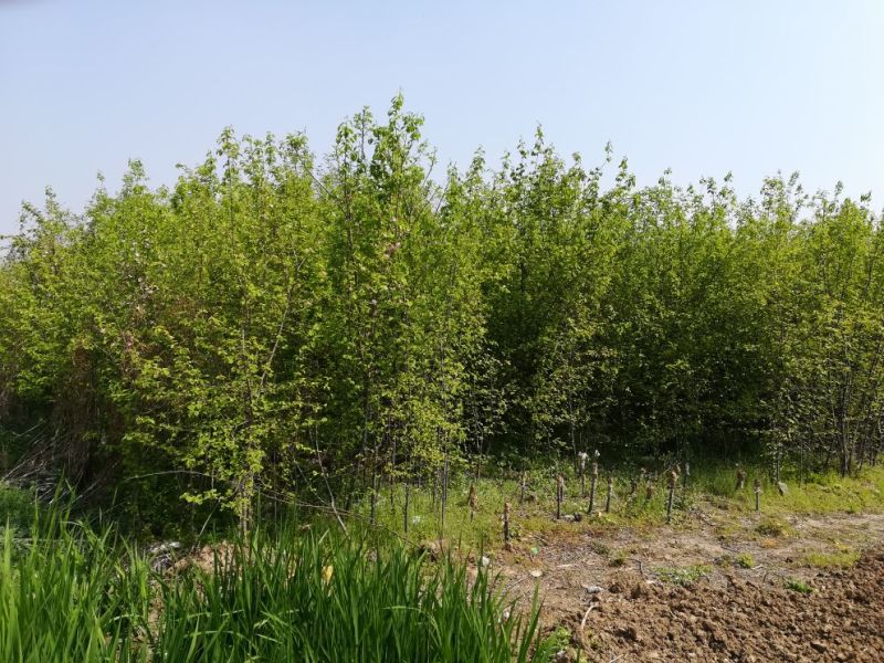 木瓜树261~300cm