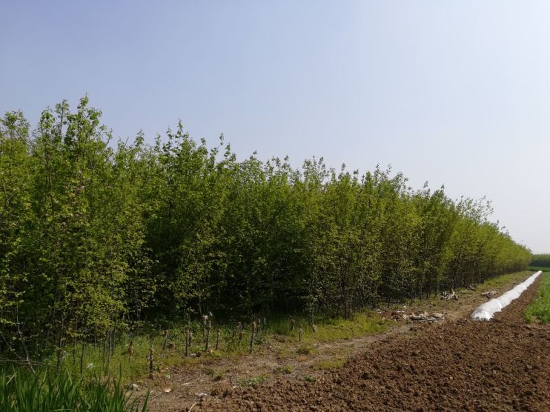 木瓜树261~300cm