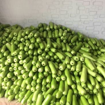 瓠瓜30~40cm5~6cm