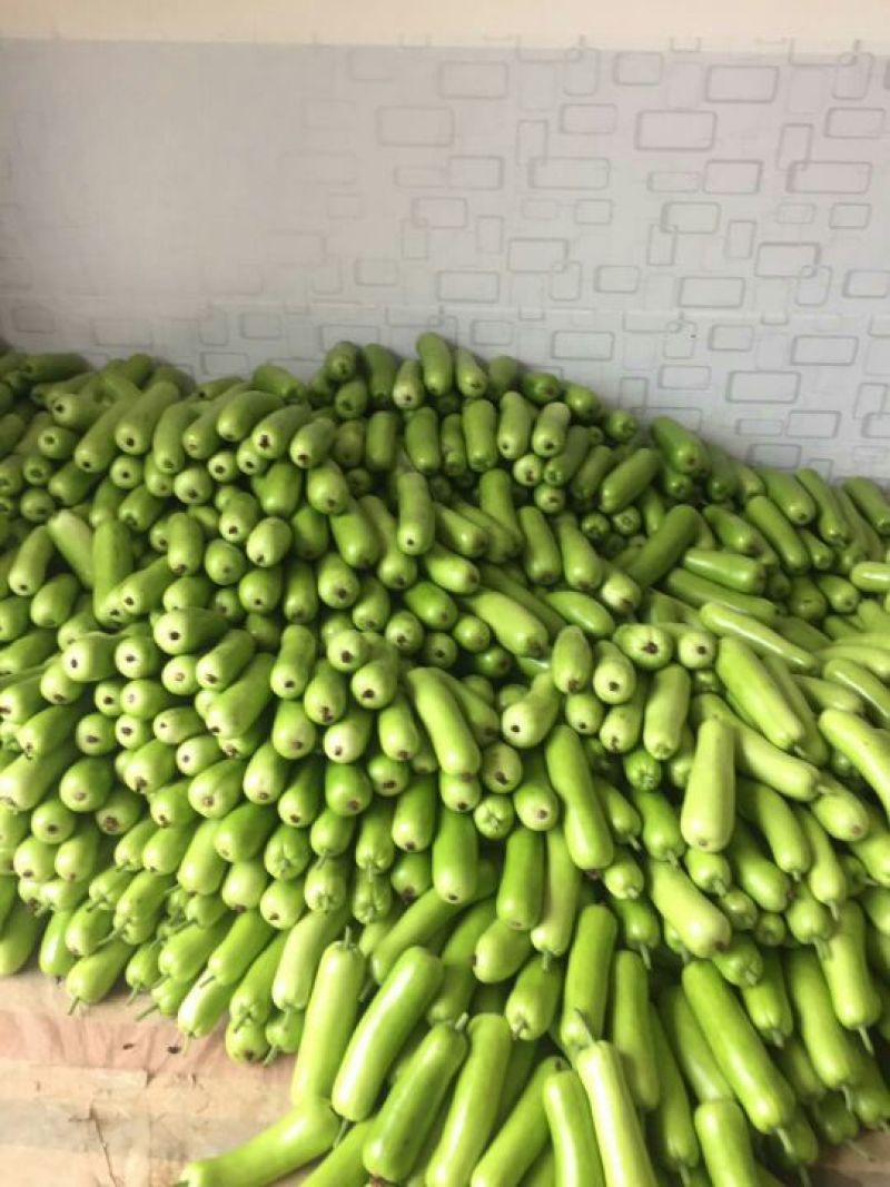 瓠瓜30~40cm5~6cm