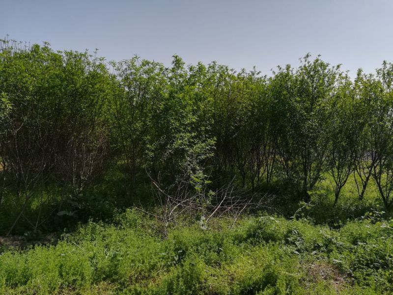 木瓜树261~300cm