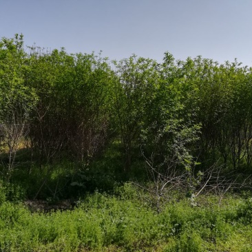 木瓜树261~300cm