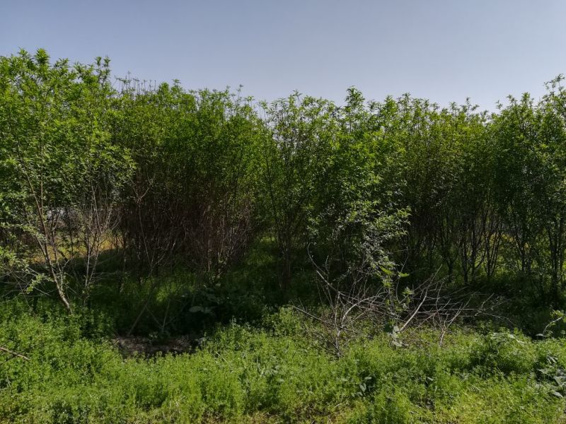 木瓜树261~300cm