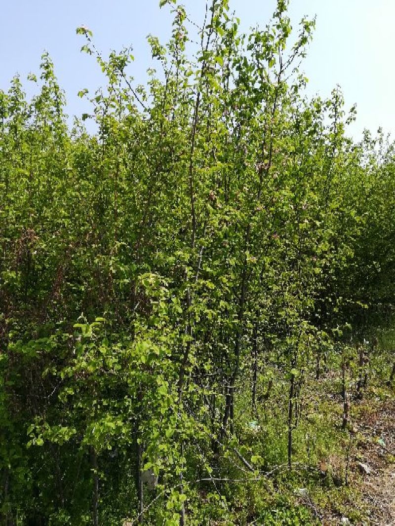 木瓜树261~300cm