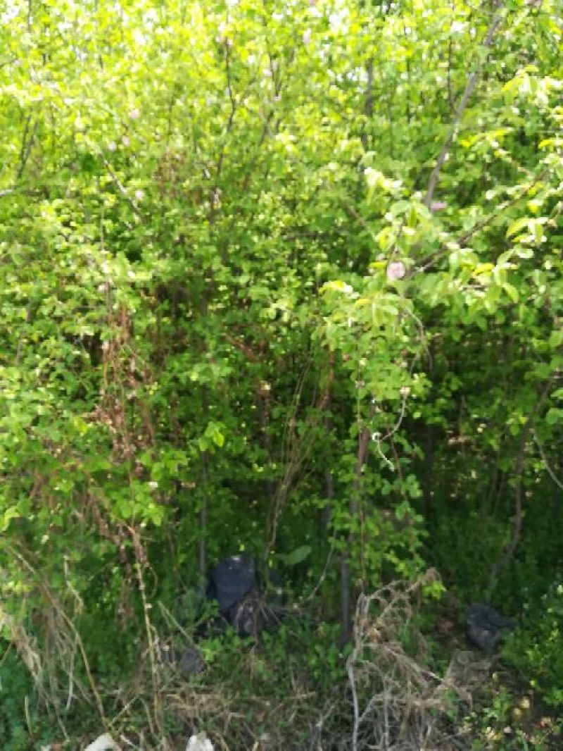 木瓜树261~300cm