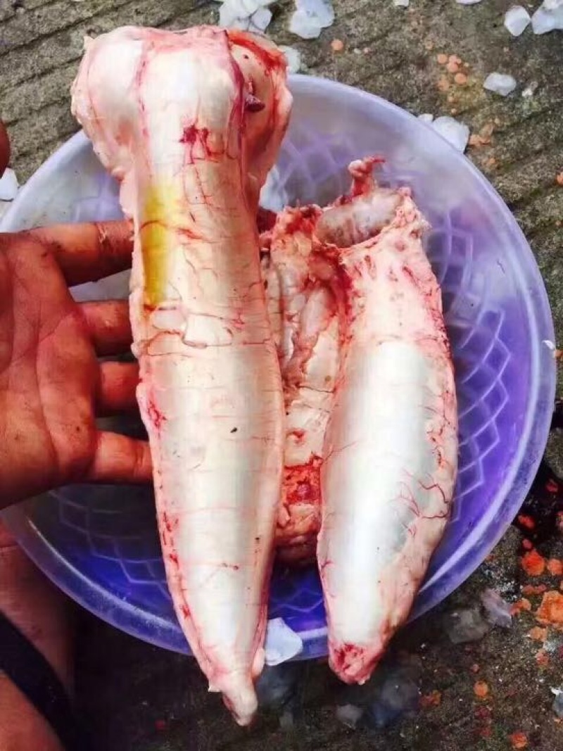 花胶金龙胶，鮸鱼胶，白敏胶等各类鱼胶