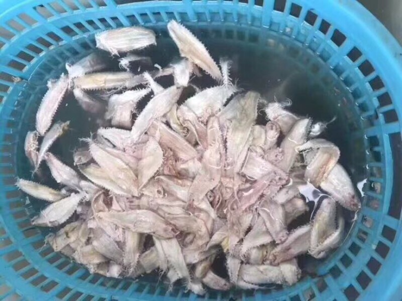 花胶金龙胶，鮸鱼胶，白敏胶等各类鱼胶
