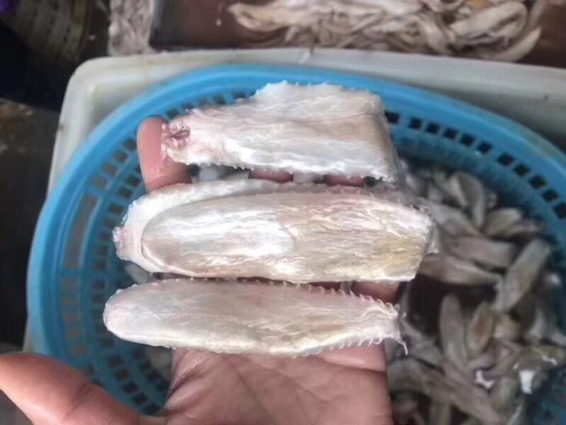 花胶金龙胶，鮸鱼胶，白敏胶等各类鱼胶