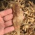 花胶金龙胶，鮸鱼胶，白敏胶等各类鱼胶