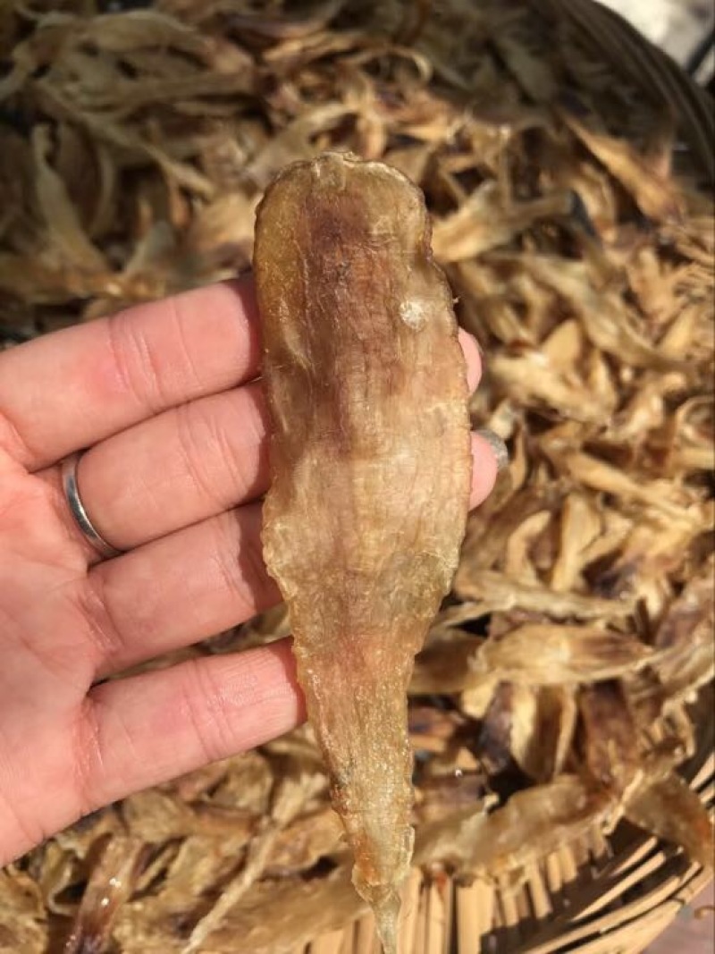 花胶金龙胶，鮸鱼胶，白敏胶等各类鱼胶
