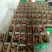 贵长猕猴桃50~70克