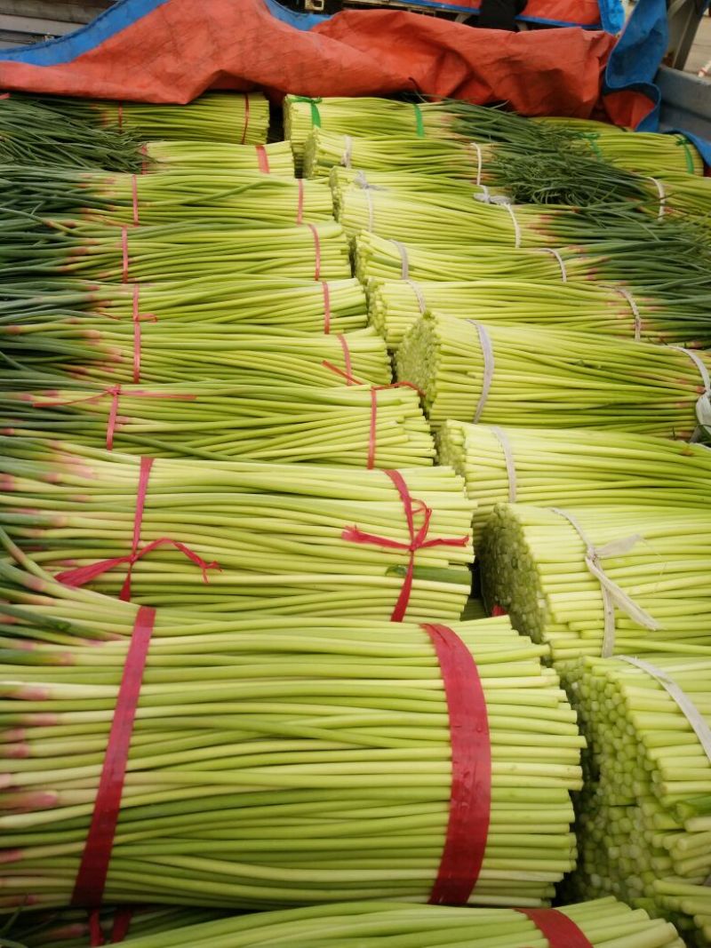 推荐2025年河南红帽蒜薹通货50~60cm大量供应